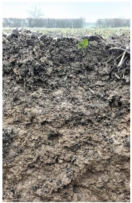 Well structured Clay loam soil
