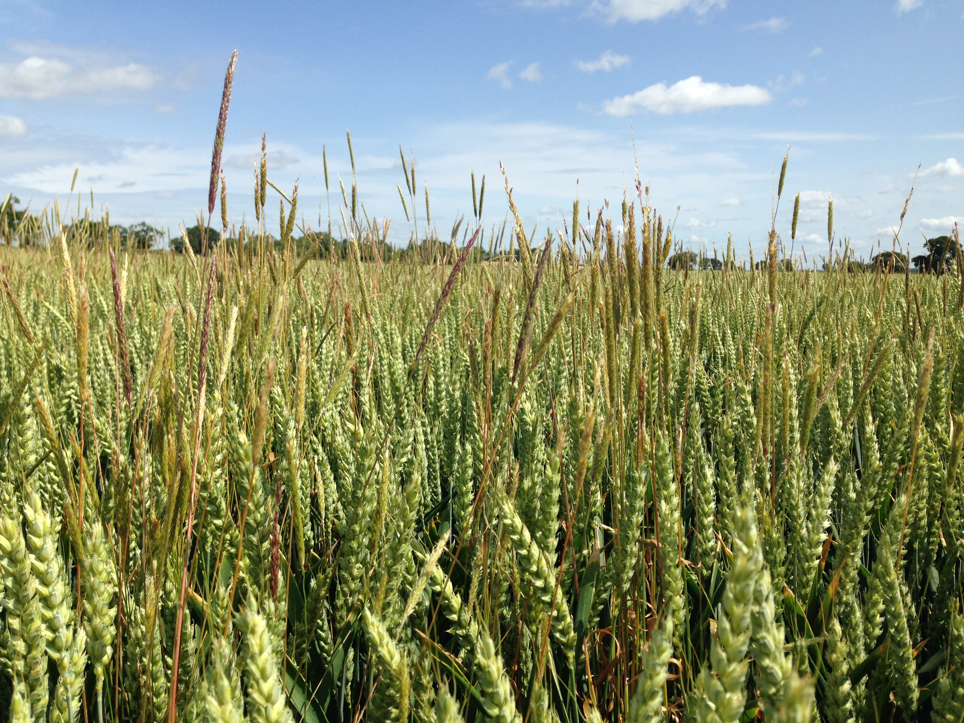 Blackgrass in wheat crop