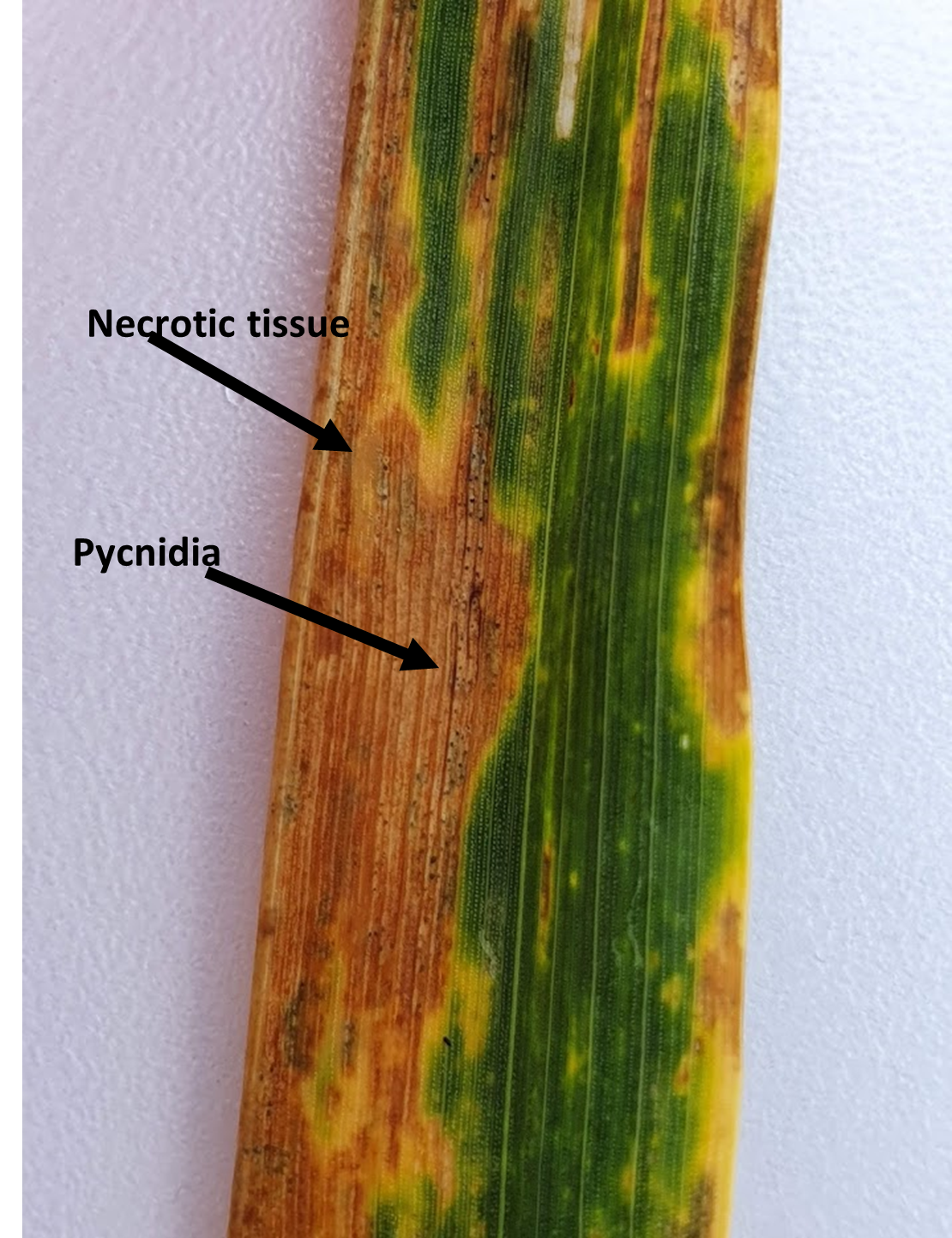 Wheat leaf infected by septoria