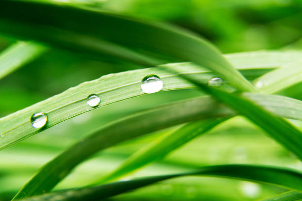 Wheat leaf with drops