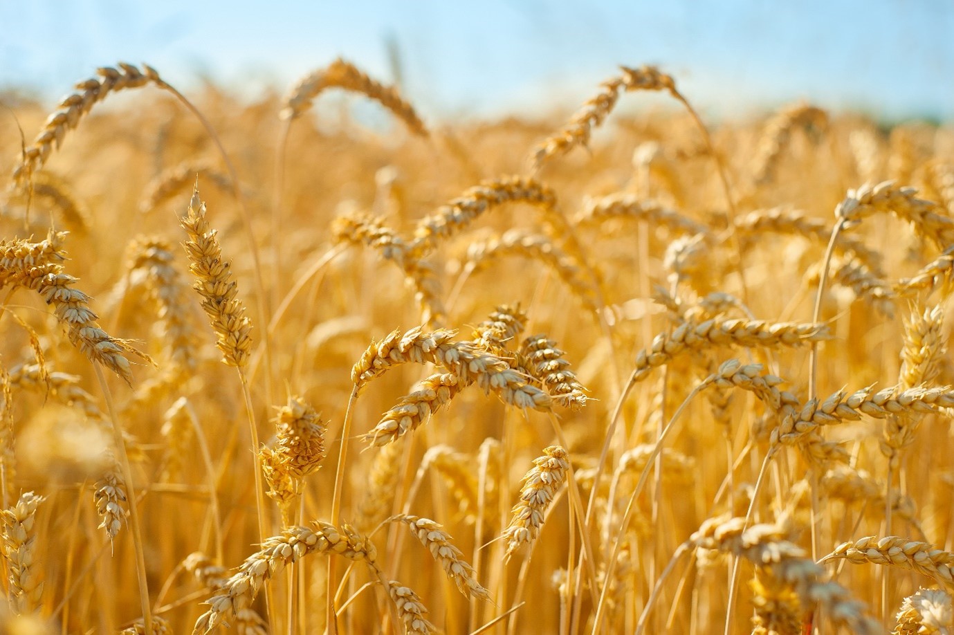 wheat at harvest