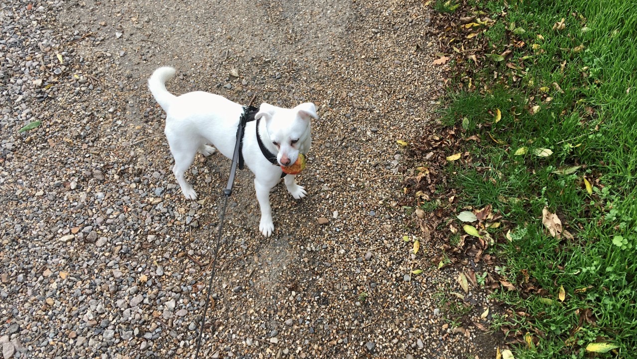 The perfect walking companion and her pet apple! Michelle, my Romanian street dog