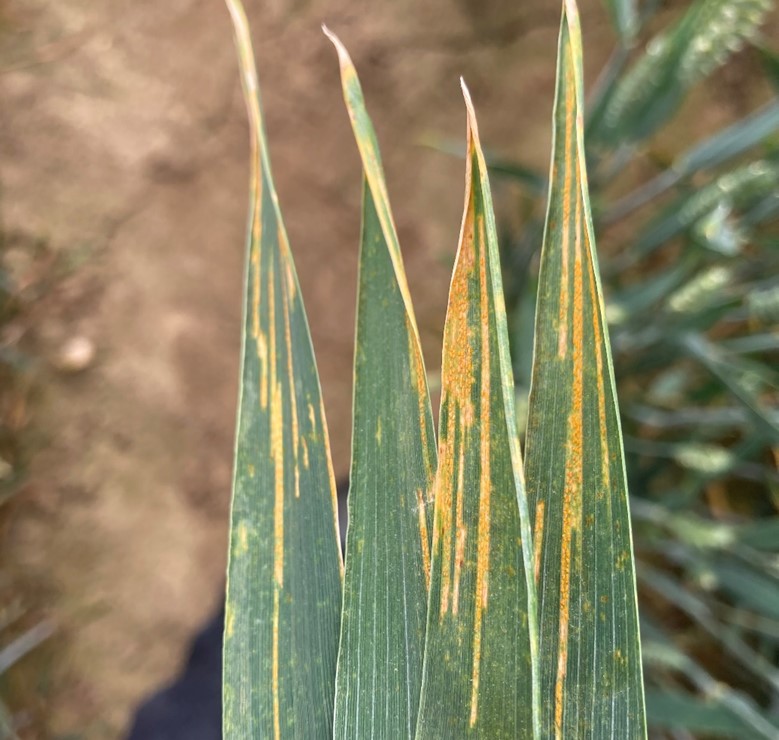 Typical yellow rust lesion on wheat, showing both active pustules and scarring.