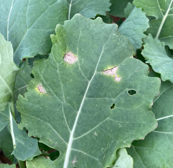 Typical lesions of L. maculans on oilseed rape.
