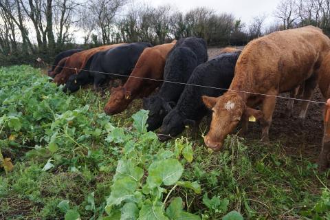 Cows eating the diverse fodder crop