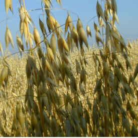 Wild-oats in field 