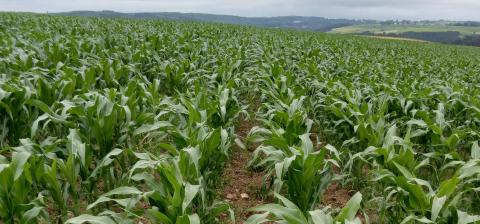 Maize Growing