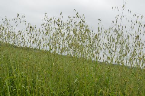 Wild oats in field