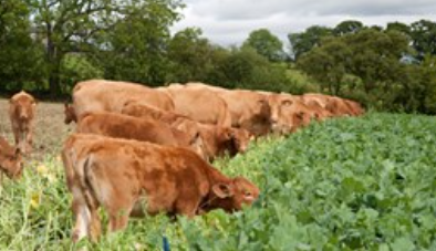 Livestock and the arable rotation