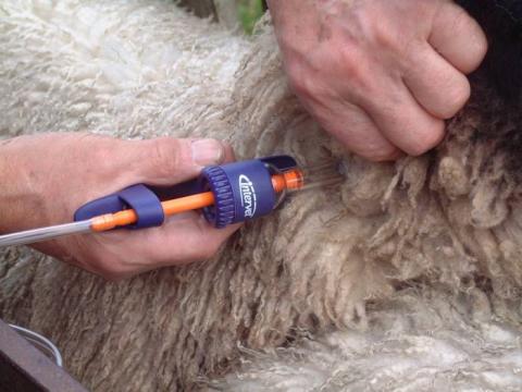 Sheep Scab Treatment