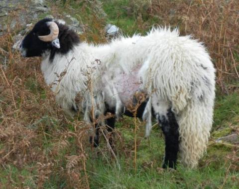 Sheep with skin condition
