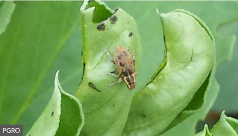 Pea and bean weevil