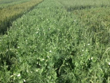 Yellow peas and wheat intercrop