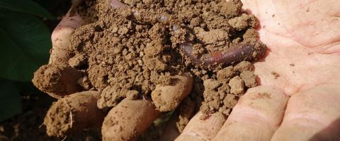 Soil and Worm
