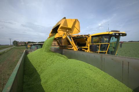 A viner emptying peas into a trailer
