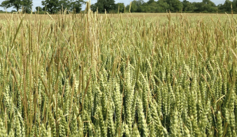 Wheat crop with blackgrass
