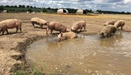 Flooded Pig Farm