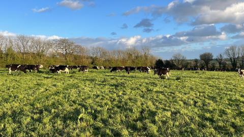 Mob grazing at Home Farm, Dorset