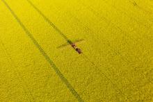 rapeseed aerial