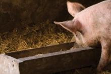 pig feeding at trough
