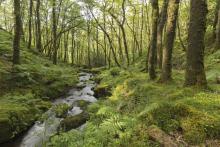 Woodland dartmoor