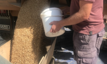 sampling grain