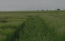 Barley image from IBH