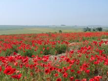 Scenic view of poppies in an arable situation in North Yorkshire, UK