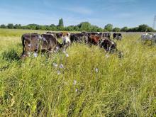 Cows grazing long grass