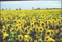 Field of sunflowers 
