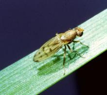 Yellow cereal fly on leaf