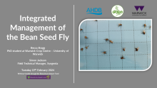 Thumbnail for the webinar displaying an image of Bean seed flies caught on a blue sticky trap