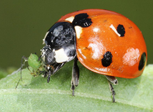 Ladybird eating aphid