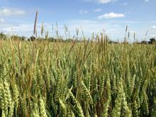 Black-grass in wheat crop