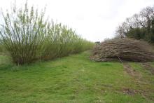 Coppice willow in an agroforestry system