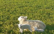 Ewe and lamb in a field