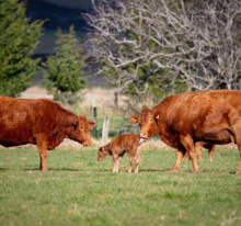 Cows and calf