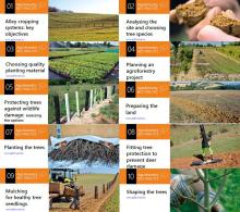 Agroforestry Best Practice Leaflets