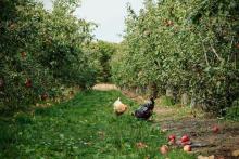 Chickens among fruit trees