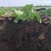 Lettuce in soil