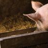 pig feeding at trough