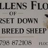 Tullens Flock, Dorset Down Sheep Pulborough, Sussex, UK