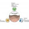 AW Soil Health Triangle