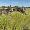 Cows grazing long grass