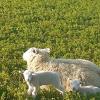 Ewe and lamb in a field
