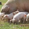 Outdoor piglets with sow