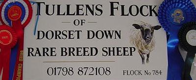 Tullens Flock, Dorset Down Sheep Pulborough, Sussex, UK